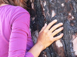 A woman placing her hand on a pine tree and embrazing the tree