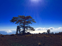 Pine tree in the canadas of Tenerife, in the background there is the blue sky